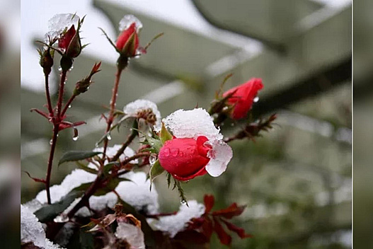 Засипле снігом: синоптик попередив про перші заморозки - we.ua