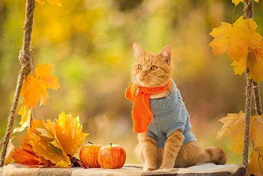 Погода в Україні 6 листопада: тепло до +15°C і сухо - we.ua