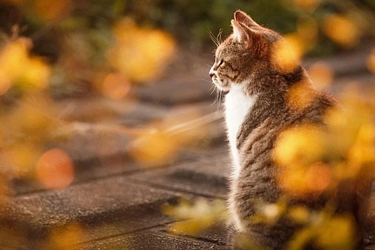 Без дощів, але з туманами: погода на 7 листопада 2025 - we.ua