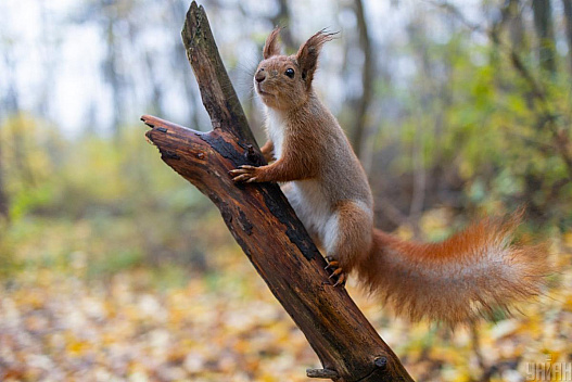 8 листопада в Україні буде з теплом і сонцем, дощі лише в одній області - we.ua