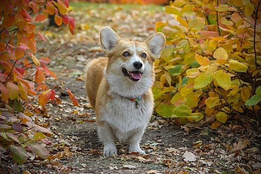 Тепло, але місцями з дощами: прогноз погоди на 8 листопада - we.ua