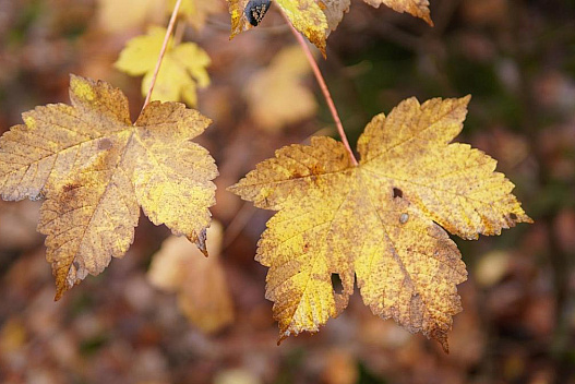 13 листопада дощів в Україні стане менше, але похолоднішає - we.ua
