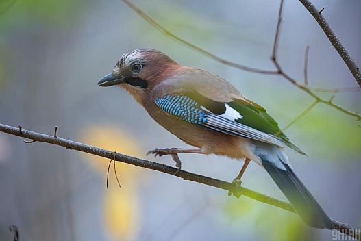 13 листопада в Києві буде холодним, попереду - невелике потепління - we.ua