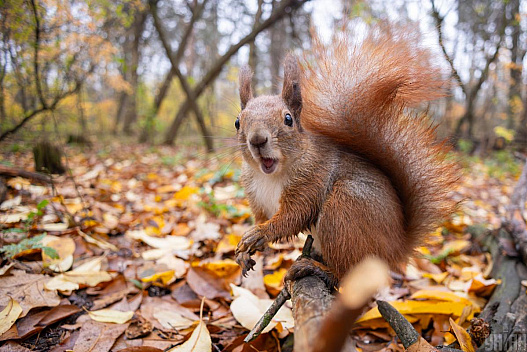 Синоптикиня розказала, як змінюватиметься погода у Києві найближчими днями - we.ua