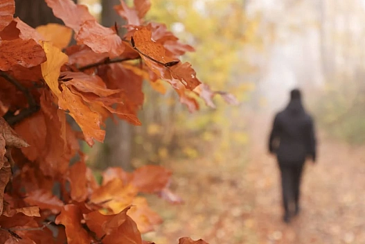 Коли очікувати сніг у листопаді та скільки ще потеплінь - пояснила Діденко - we.ua