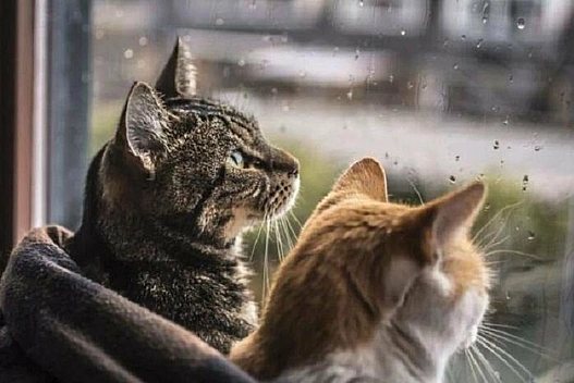 Україну накриє хмарна погода з дощами та туманами: детальний прогноз на 15 листопада - we.ua