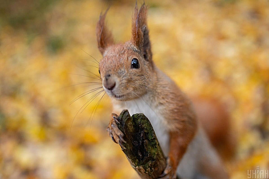 Сьогодні в Києві буде один із найтепліших днів тижня - we.ua
