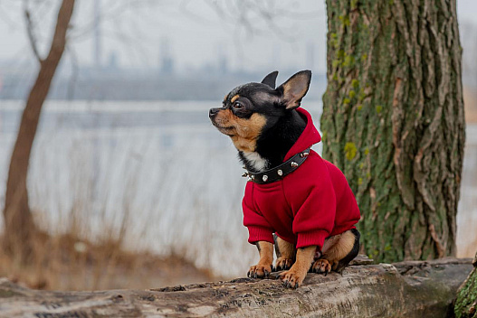 Сильний вітер та похолодання: синоптикиня Діденко прогнозує негоду на 18 листопада - we.ua