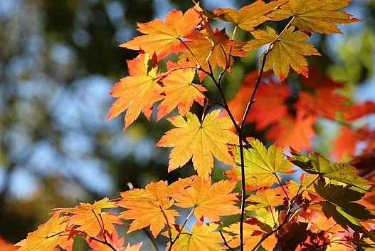 Холодна погода переважатиме: 18 жовтня в Україні можливі дощі та сніг - we.ua