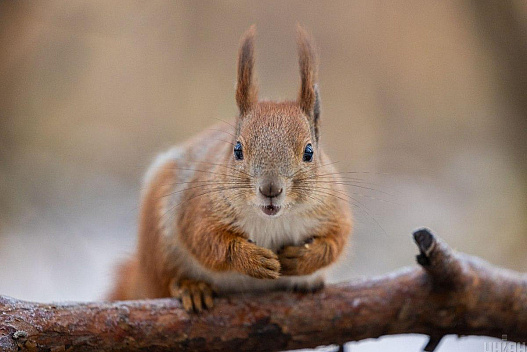 Уночі мороз, а вдень невеликий 