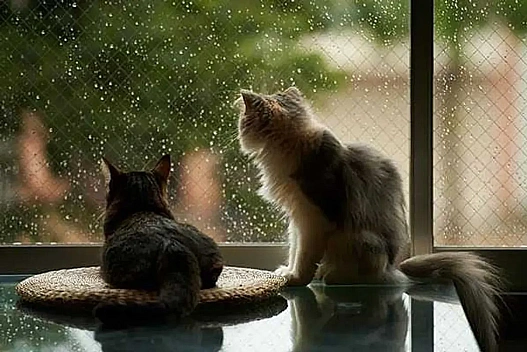 Якою буде погода в Україні 19 листопада: синоптик Діденко озвучила прогноз на середу - we.ua