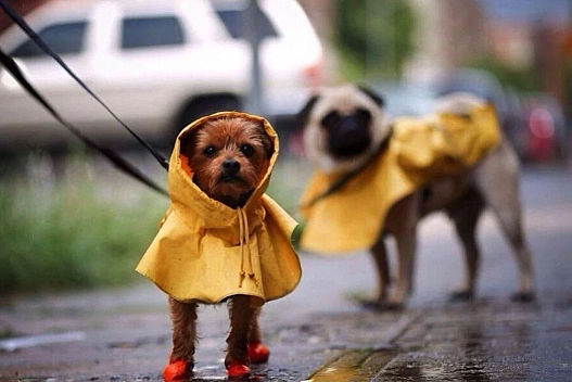 Україну накриють дощі, сніг та ожеледиця: прогноз погоди на 22 листопада - we.ua