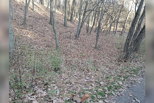 Осінь попрощається з Україною аномальним теплом: яку погоду прогнозують синоптики в останній тиждень листопада - we.ua