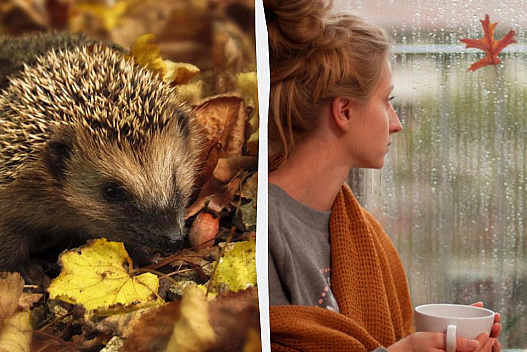 Яка буде погода у вівторок: синоптики дали прогноз на 25 листопада - we.ua