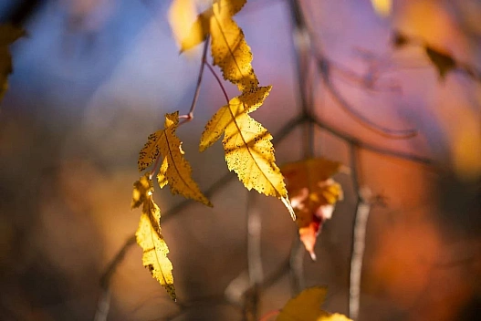 27 листопада в Україні прогнозують різкий контраст температур: яку погоду очікувати - we.ua