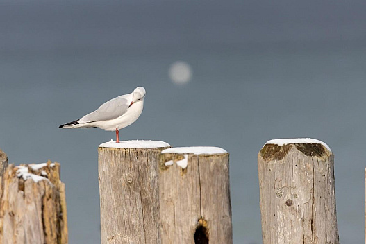 Синоптик розповів, чи наближається в Україну метеорологічна зима - we.ua