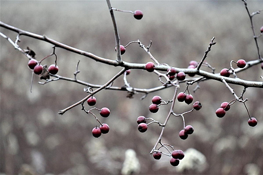 Якими будуть в Україні останній день осені і перші дні зими: синоптикиня дала прогноз - we.ua