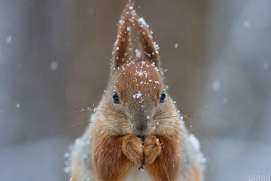Погода у грудні: синоптик розповів, коли в Україну прийде сніг з морозами - we.ua