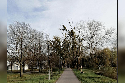 Тумани та хороший «плюс»: синоптики обіцяють аномально теплий перший тиждень зими - we.ua