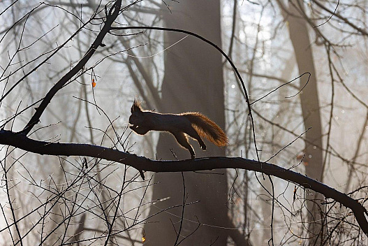 Коли з України піде мряка і тумани: синоптик розповів про погоду в перший тиждень зими - we.ua