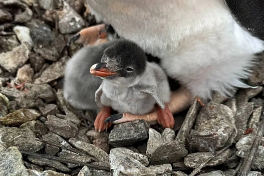 Перше пінгвіня народилося на станції "Академік Вернадський" раніше звичайного - we.ua