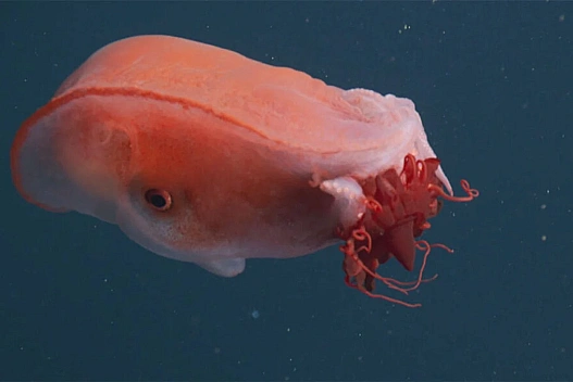 Четвертий випадок за 40 років: у морських глибинах виявили семирукого восьминога - we.ua