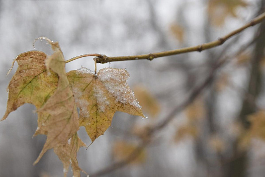 І мокрий сніг, і +11: синоптик розповів про 