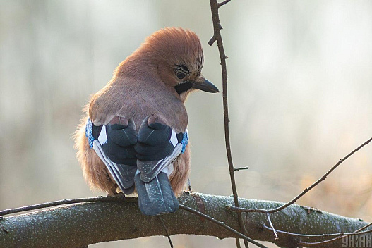 Трохи морозу, трохи сонця: синоптики розповіли про погоду в Україні 7 грудня - we.ua