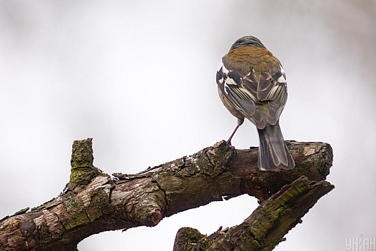 Вдень до +12: синоптикиня повідомила, де у середу в Україні буде найтепліше - we.ua