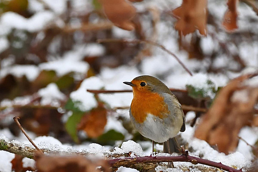 На вихідних в Україні похолоднішає та почне сніжити - weua.social