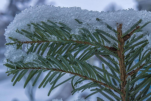 Синоптики попередили про похолодання та мокрий сніг у Києві: коли будуть опади - weua.dev