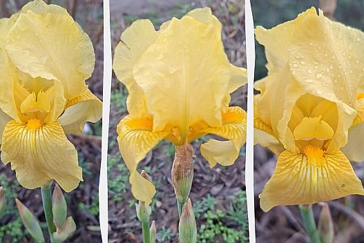 В Одеській області несподівано розцвіла дивовижна квітка: науковець пояснив, що сталося - weua.dev