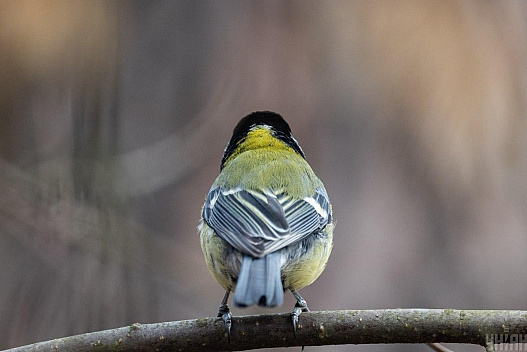 16 грудня опади підуть геть і в Україні стане тепліше - weua.social