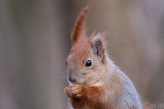 Тиждень у Києві почнеться з потепління - weua.social