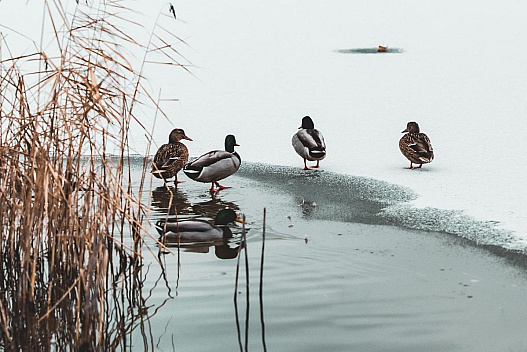 Синоптикиня повідомила, чи повернуться морози до України найближчими днями - weua.social