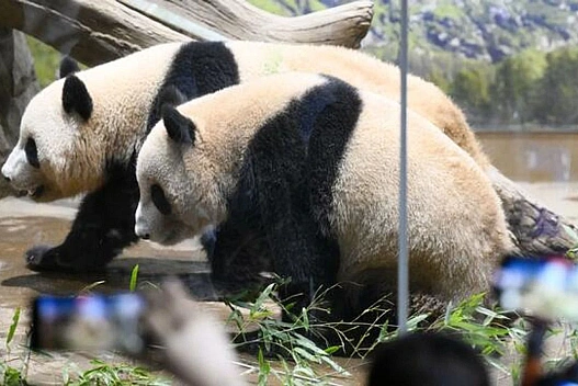 Китай забирає в Японії останніх панд: країна вперше за 50 років залишиться без цих великих тварин - weua.dev