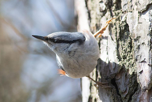Антициклон у Києві: синоптики розказали, що буде з погодою - weua.social