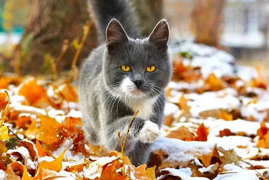 Мінлива хмарнісь, тепло та без опадів: погода в Україні 17 грудня - we.ua