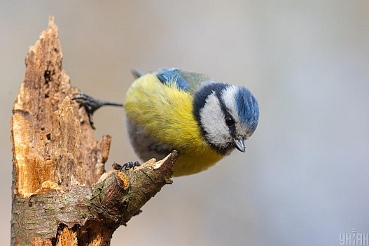 Україну розігріє до +12: синоптикиня розказала, де 18 грудня буде найтепліше - weua.dev