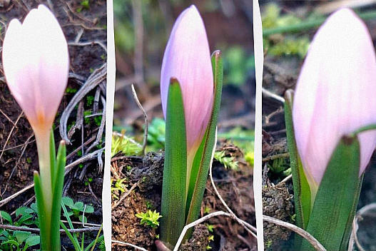 Неймовірне пробудження: на Одещині дуже рано зацвіла рідкісна рослина  - weua.dev