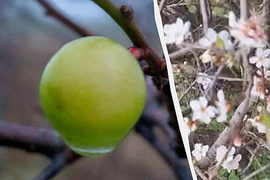 На Одещині взимку плоди дала алича - we.ua