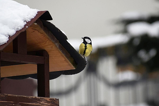Синоптикиня Діденко розказала про сніг та похолодання 23 грудня - we.ua