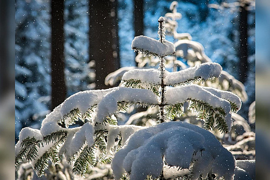 Циклон прийшов надовго: якою буде погода в Україні у перші дні січня - we.ua