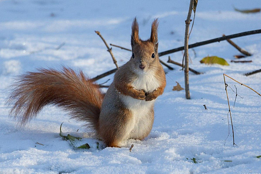 5 січня в Києві весь день будуть морози - we.ua