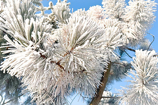 На вихідних в Україну нагрянуть сильні морози до -17° - we.ua