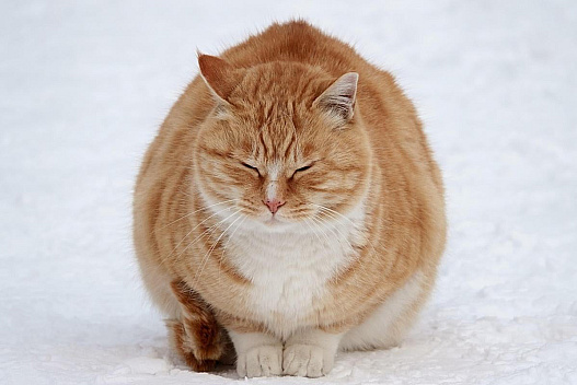 10 січня в Україні помітно похолоднішає: майже всю країну скує мороз - we.ua