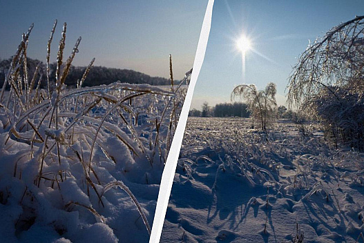 Аномальна погода біля Чорнобиля стала випробуванням для диких тварин - we.ua
