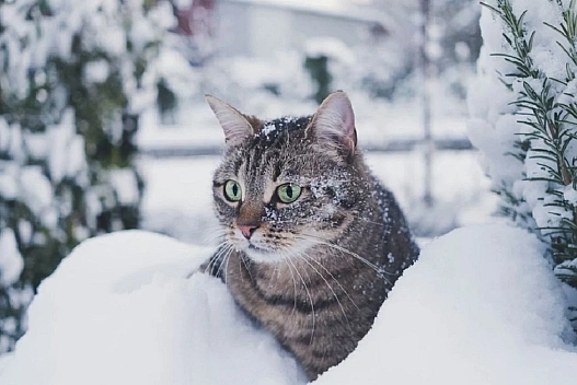 В Україні знову сніжитиме: якою буде погода 15 січня - we.ua