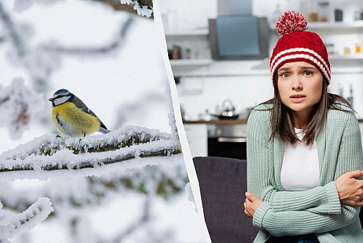 Морози в Україні посиляться до -25° й можуть тривати аж до лютого, - синоптик - we.ua