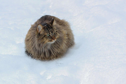 Морози тривають: 18 січня зима в Україні і не думає слабшати - we.ua